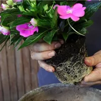 Edellieschen - Einpflanzen in ein Gefäß (3).jpg